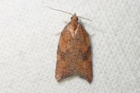 Acleris rhombana
