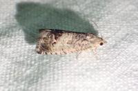 Cydia splendana