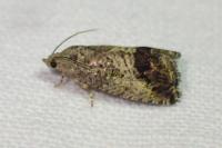 Cydia splendana
