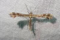 Oxyptilus