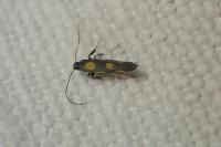 Euspilapteryx auroguttella