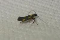 Euspilapteryx auroguttella