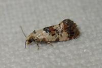 Neocochylis hybridella