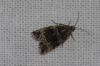 Celypha lacunana