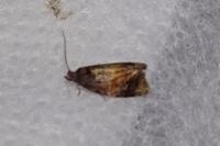 Ditula angustiorana