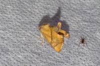 Apoda limacodes