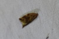 Archips xylosteana