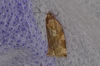 Archips xylosteana