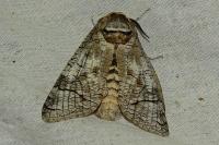 Cossus cossus