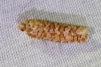 Lozotaeniodes formosana