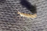 Plutella xylostella