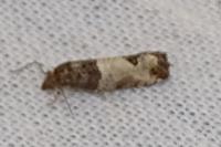 Spilonota ocellana