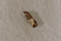 Spilonota ocellana