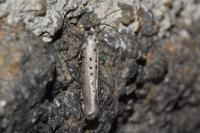 Yponomeuta sedella