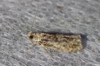 Zeiraphera isertana