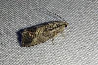 Cydia splendana