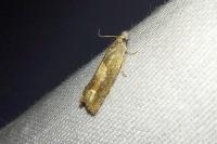 Eucosma conterminana