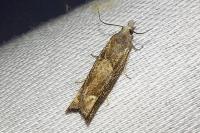 Eucosma conterminana