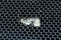 Celypha woodiana