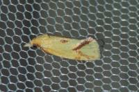 Agapeta hamana