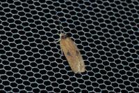 Agonopterix subpropinquella