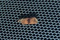 Celypha striana