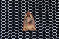 Archips podana