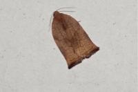 Archips podana