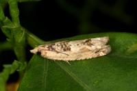 Crocidosema plebejana