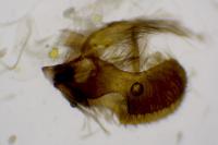 Pseudococcyx turionella