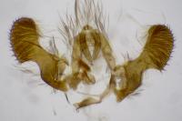 Pseudococcyx turionella