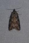 Cnephasia