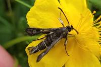 Pyropteron