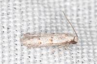 Symmocoides oxybiella
