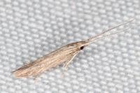 Coleophora texanella
