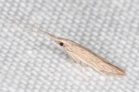 Coleophora texanella