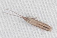 Coleophora texanella