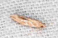 Pyroderces argyrogrammos
