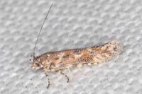 Gnorimoschema soffneri