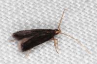 Lecithocera nigrana