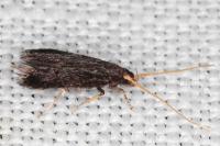 Lecithocera nigrana