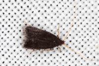 Lecithocera nigrana