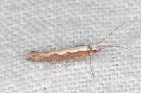 Plutella xylostella