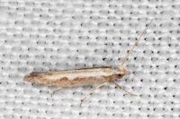 Plutella xylostella