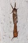 Triodia sylvina