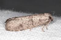 Penestoglossa dardoinella