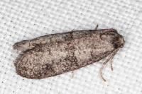 Penestoglossa dardoinella