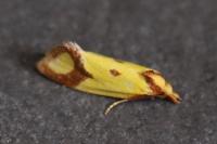 Agapeta zoegana