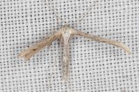 Emmelina monodactyla