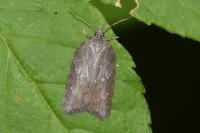 Acleris sparsana